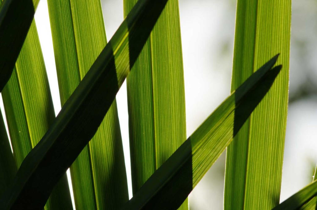 foglie di serenoa repens