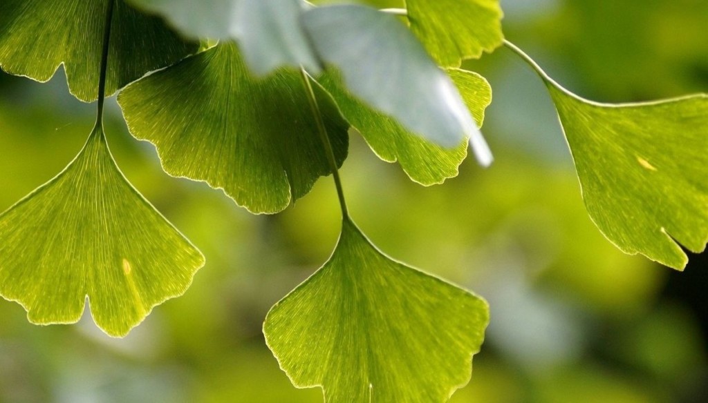 gingko biloba, uno degli ingredienti di Calminax