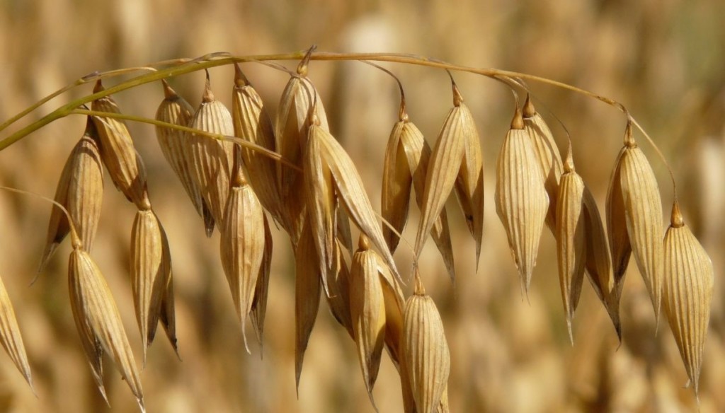 fibra di avena, uno degli ingredienti di chocolate slim