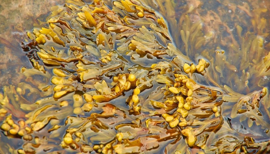 foto di alga fucus immersa nell'acqua