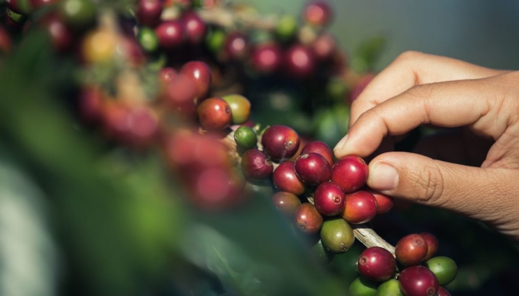 primo piano di mani che raccolgono chicchi di caffè verde