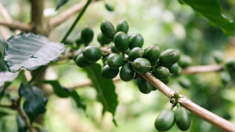 chicchi di caffè verde su un ramo