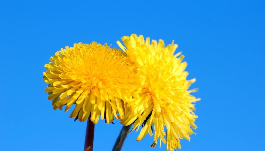 due fiori di tarassaco