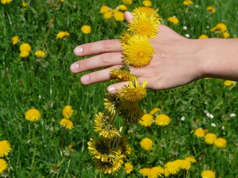 campo di tarassaco corona mano